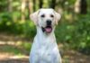 The Benefits of Owning a Dog: Why Dogs Make Great Companions