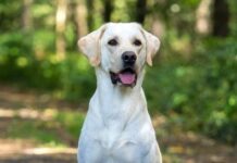 The Benefits of Owning a Dog: Why Dogs Make Great Companions