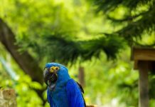 How to Choose the Perfect Pet Bird for Your Home