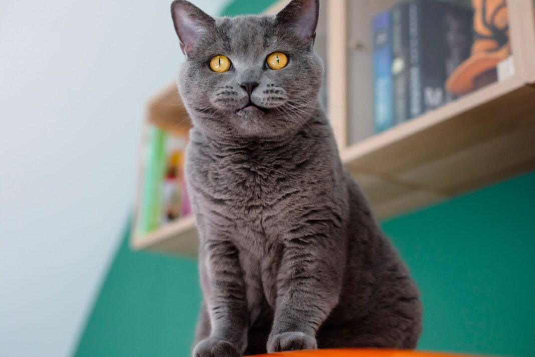 CATDV