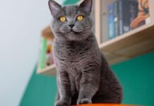 Why Cats Make Wonderful Pets: Cat Care and Fun Facts