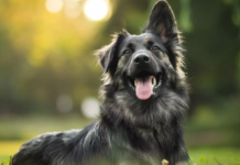 Dogs: Man’s Best Friend