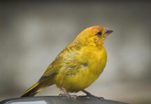 The Fascinating World of Birds: Care, Facts, and Conservation