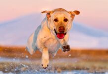 Why Dogs Are Man’s Best Friend: Benefits and Care Tips